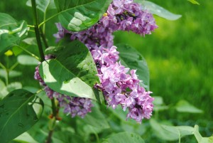 lilacs1